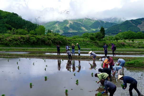 Ces rizières de la vallée d’Hakuba se situent au nord-est de la préfecture de Nagano, au cœur des Alpes japonaises. Photo © DR